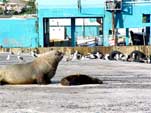 Hout Bay harbour: seal_hb_6A22a