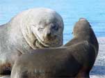 Seals just woken up