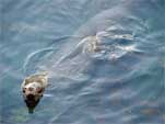 Seal demonstrating its diving skills