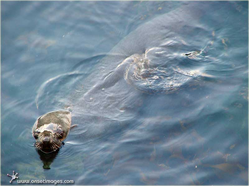 Seal demonstrating its diving skills