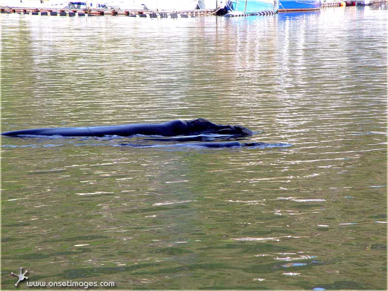 This is a whale not a floating log
