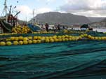 Hout Bay harbour: net_hb_6A25g