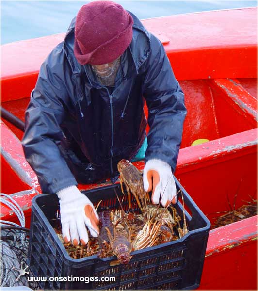 Lobster Catch, Ref.: hb_Harbour_7627a1