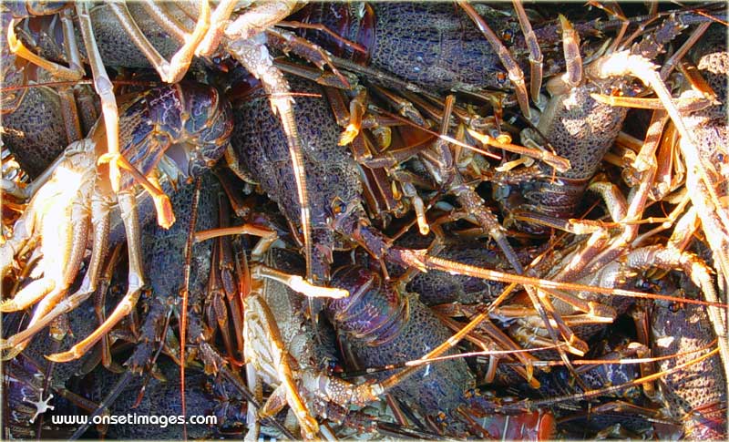 Crayfishing, ref.: hb_Harbour_7627f1