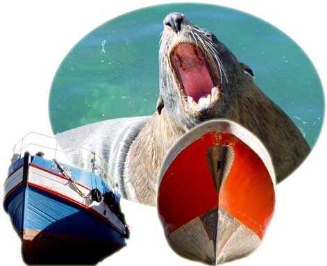 Hout Bay Harbour