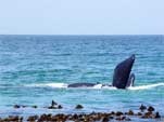 Whales around the Cape Peninsula