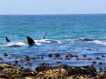 Whales around the Cape Peninsula