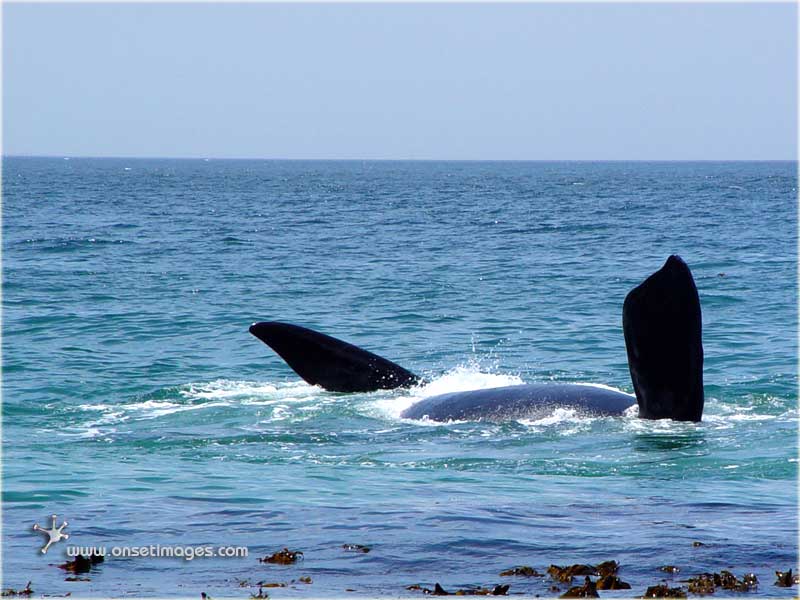Whales in False Bay