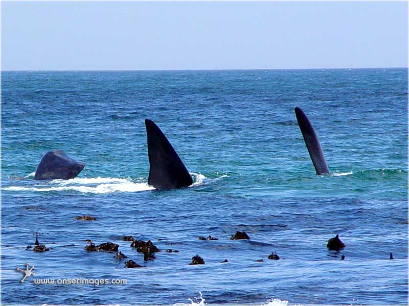 Whales in False Bay