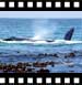 larger image of the whales