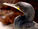 Blue eyes cormoran