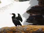 Blue eyes cormoran at the Cape Of Good Hope