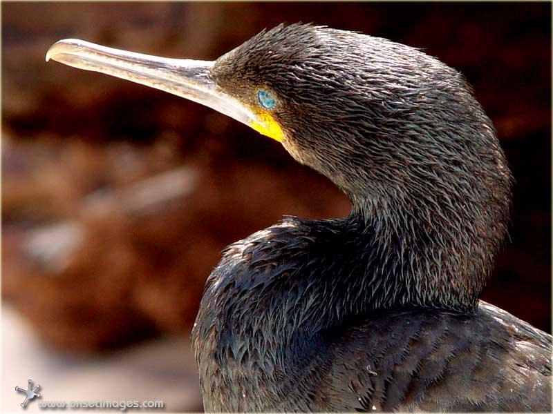 Blue eyes cormoran