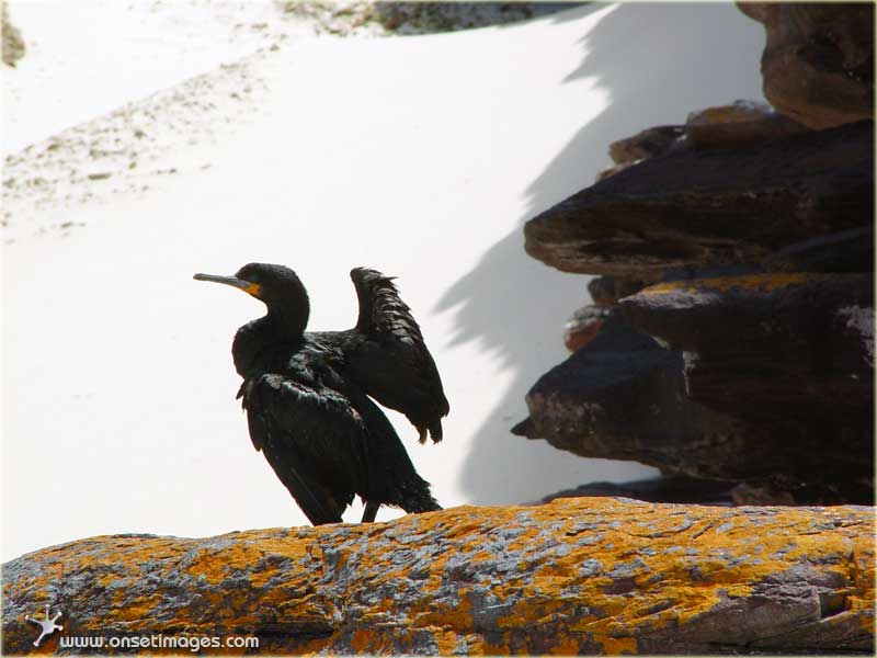 Blue eyes cormoran at the Cape Of Good Hope