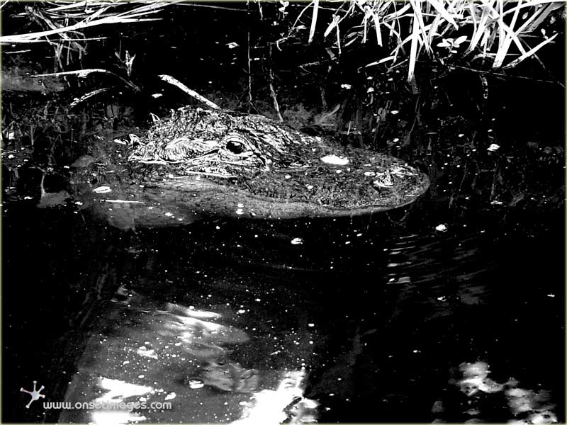 Alligator, CypressGardens_6611n2
