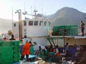 Offloading Hake for the Hyster to be carried to the processing factory