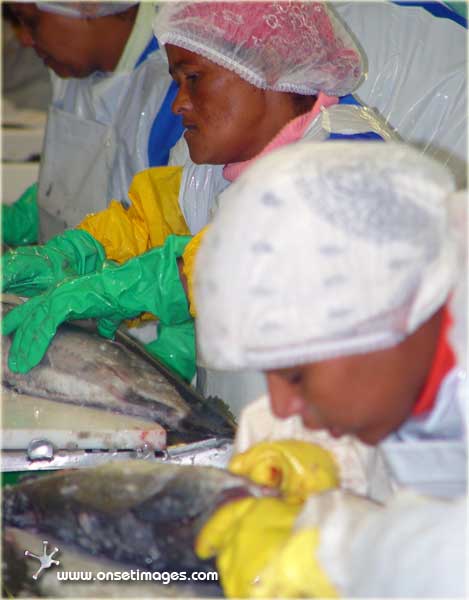 Hake to be sorted and graded, Ref: Hake_7716h 