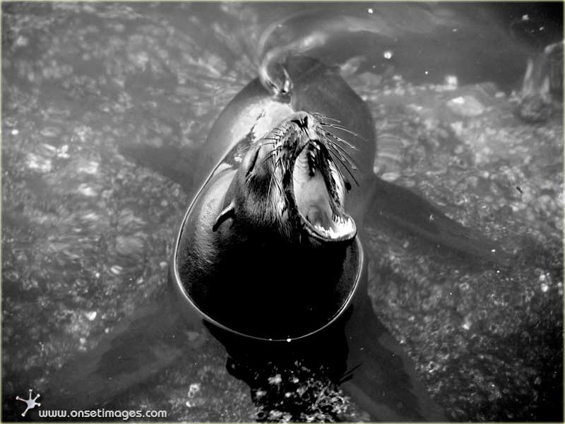 Seal, Hout Bay harbour