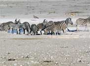 Zebras at a Waterhole