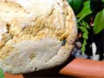 Organic Sour Dough Loaf