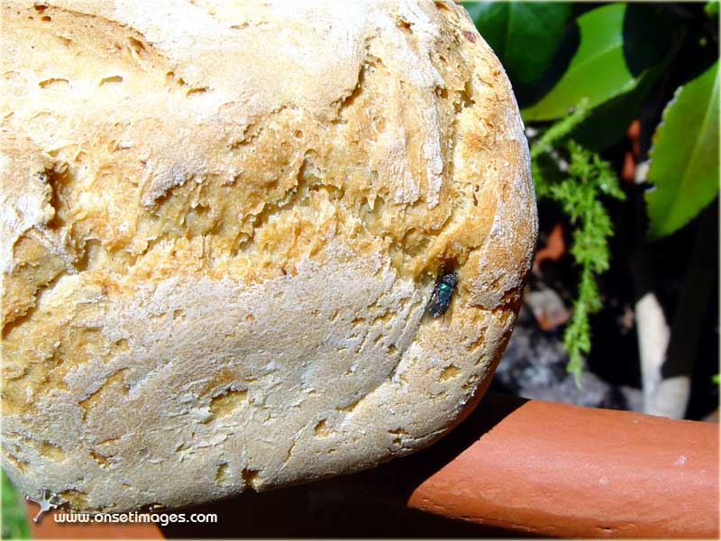 Organic Sour Dough Loaf